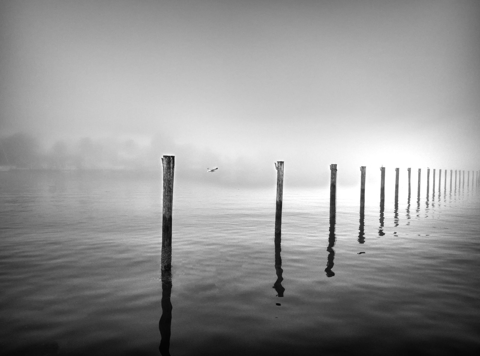 Black and white photograph of water posts and a bird in morning fog